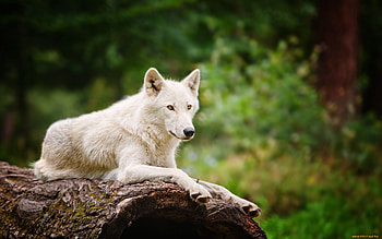Graceful arctic wolf, Majestic presence, Stunning , Captivating sight HD wallpaper