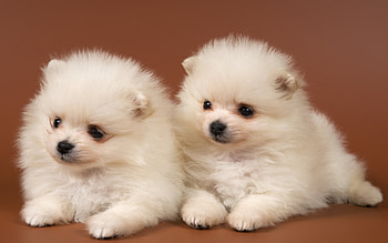 Animals, Dogs HD wallpaper