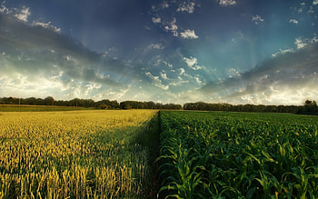 Landscape, Fields HD wallpaper