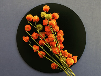 Beautiful flowers, flowers, buds, art, plate HD wallpaper