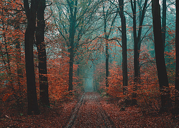 Nature, Autumn, Road, Forest, Fog HD wallpaper