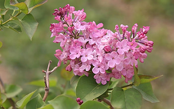 Pink Lilacs, lilacs, pink, spring, blossoms, macro HD wallpaper