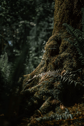 Nature, Grass, Wood, Forest, Tree, Roots HD phone wallpaper