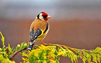 Goldfinch, resting, bird, songbird, colors, twig HD wallpaper