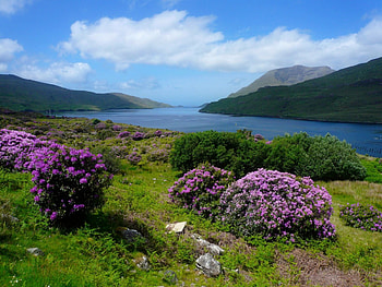 Lovely nature, river, lakeshore, bushes, beautiful, grass, mountain, lake, summer, wildflowers, scenery, pretty, nature, sky, riverbank, lovely HD wallpaper