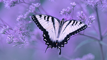 Swallow-tail Butterfly, animal, butterfly, swallow-tail, insect HD wallpaper