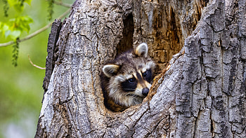 Curious raccoon, Intense gaze, Animal graphy, Captured moments HD wallpaper