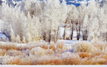 Winter, frost, snow, trees, foreat HD wallpaper