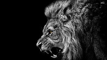 Roaring lion - Animal - HD wallpaper