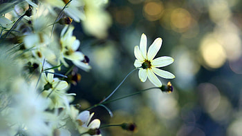 Flower, Plant, Macro, Flowering, Bloom HD wallpaper
