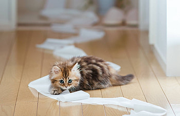 Animals, Kitty, Kitten, To Lie Down, Lie, Playful, Paper, Parquet HD wallpaper