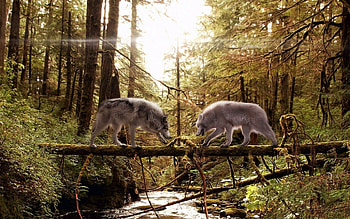 Animals, Wolfs, Wood, Forest, Couple, Pair, Tree, Needles, Moss, Trunk HD wallpaper
