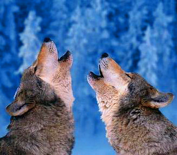 Night melody, winter, wolves, howl, snow, pair, trees HD wallpaper