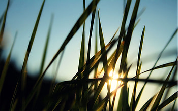 Nature, Grass, Sun, Dawn, Greens, Field, Morning HD wallpaper