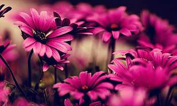 Girly Flower - Top Girly Flower Backgrounds 2000x1200 HD wallpaper