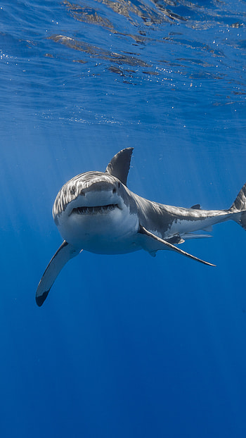 Shark, Biology HD phone wallpaper