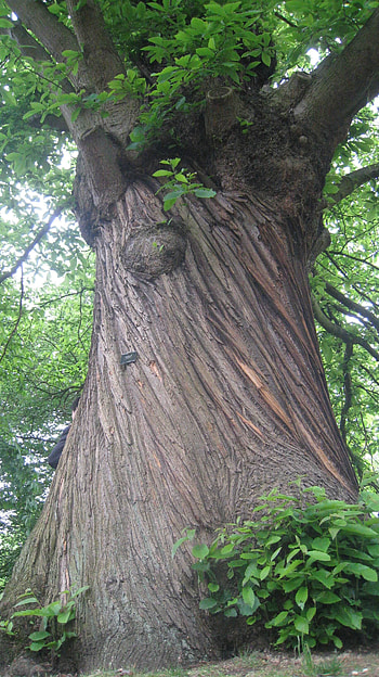 Chestnut Tree, Bark beauty, Ancient chestnut trees, Nature's sculpture HD phone wallpaper