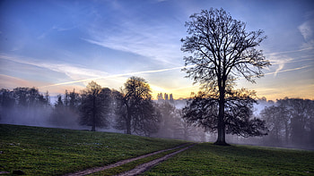 Nature, Trees, Sky, Road, Fog, Field, Evening, Secret, Mystery HD wallpaper
