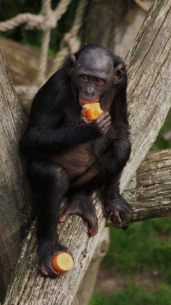 Bonobo, Wild bonobo graphy, Alluring black monkey, able animal ry HD phone wallpaper