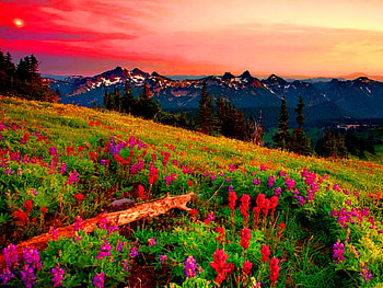 Floral field at sunset, nice, refreshing, hill, sunset, slope, beautiful, mountain, summer, purple, pretty, field, red, clouds, nature, sky, flowers, lovely HD wallpaper