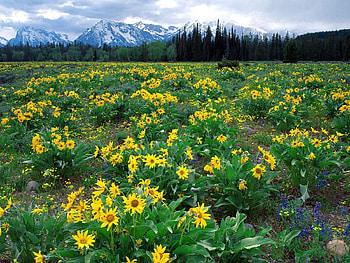 Nature, Flowers, Mountains, Field HD wallpaper