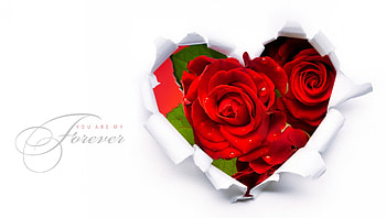 Forever February, roses, paper, simple, Valentines Day, February, abstract, red, flowers, fleurs, heart HD wallpaper