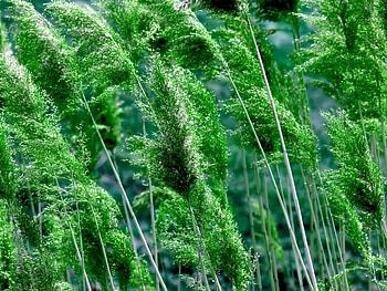 Plants, Grass HD wallpaper