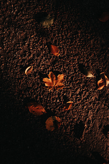 Nature, Autumn, Leaves, Asphalt, Maple HD phone wallpaper