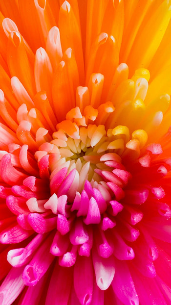 Colorful flowers, U, Nature beauty, Floral HD phone wallpaper