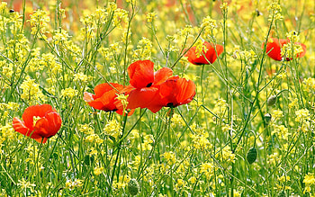Flowers, Poppies, Summer, Greens, Polyana, Glade, Sunny HD wallpaper