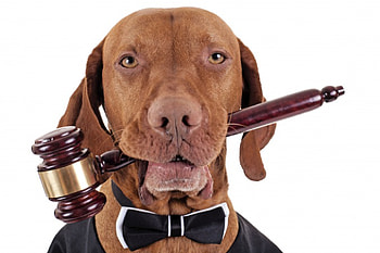 Animal Law, dog, animal, Judge hammer, graphy HD wallpaper
