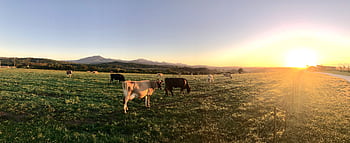 Panoramic view of cows grazing in a lush field at sunrise with mountains in the distance. HD wallpaper