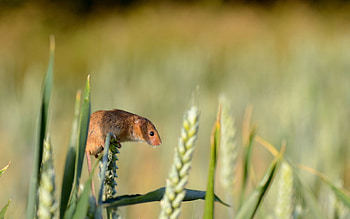 Animals, Grass, Rodent, Ear, Harvest Mouse, Field Mouse HD wallpaper
