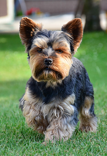 Yorkshire Terrier, HQ , , Beautiful Yorkie HD phone wallpaper