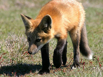 Animals, Grass, Fox, Shadow, Stroll HD wallpaper