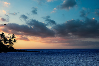 Sea, Nature, Palm, Island HD wallpaper