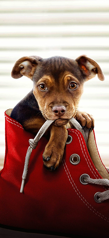 A Dog's Way Home movie poster, , Adorable pet adventure, Emotional storytelling HD phone wallpaper