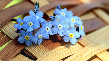 Flower, Macro, Petals, Surface, Decoration HD wallpaper