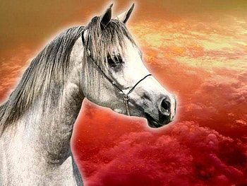 The SunSet, nature, sun, fire, arabians HD wallpaper