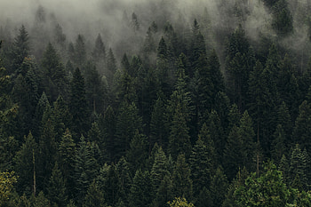 Nature, Trees, View From Above, Forest, Fog, Shroud HD wallpaper