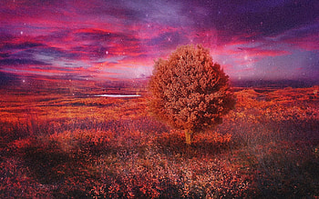 Autumn Glow, landscape, clouds, colors, sky, stars, tree HD wallpaper