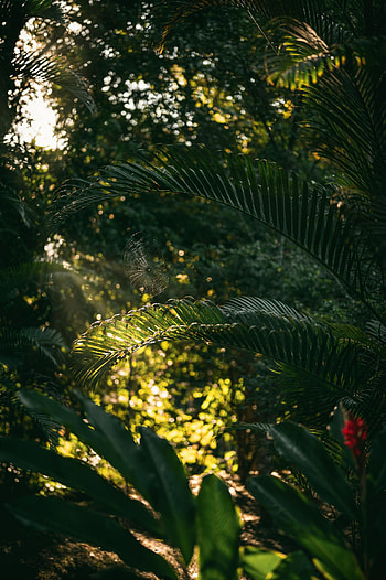 Plants, Nature, Leaves, Web, Bush HD phone wallpaper