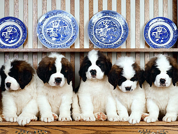 Animals, Tablewares, Puppies, St. Bernard, Plates, Cymbals, St. Bernards, Shelf HD wallpaper