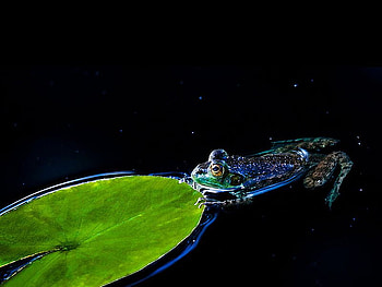 Frog in Pond, cool, frog, in pond HD wallpaper