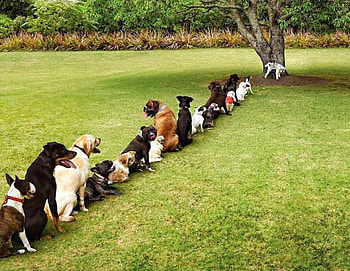 Waiting for Turn, funny HD wallpaper