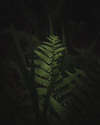 Leaves, Macro, Dark, Fern HD phone wallpaper
