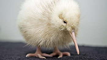 Zeldzame Witte Kiwi, Sterft na operatie, Nieuw Zeeland HD wallpaper