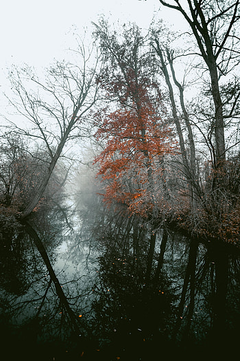 Landscape, Nature, Rivers, Trees, Autumn, Fog HD phone wallpaper