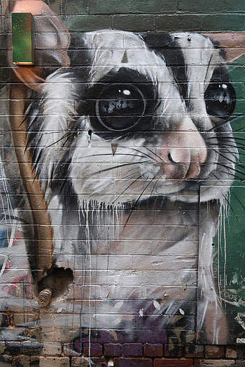 Art, Wall, Animal, Graffiti, Street Art HD phone wallpaper