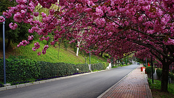 lunas, spring, melody, park, flower HD wallpaper